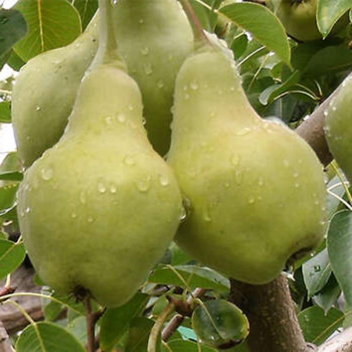 картинка Груша Видная магазин EasyLawn