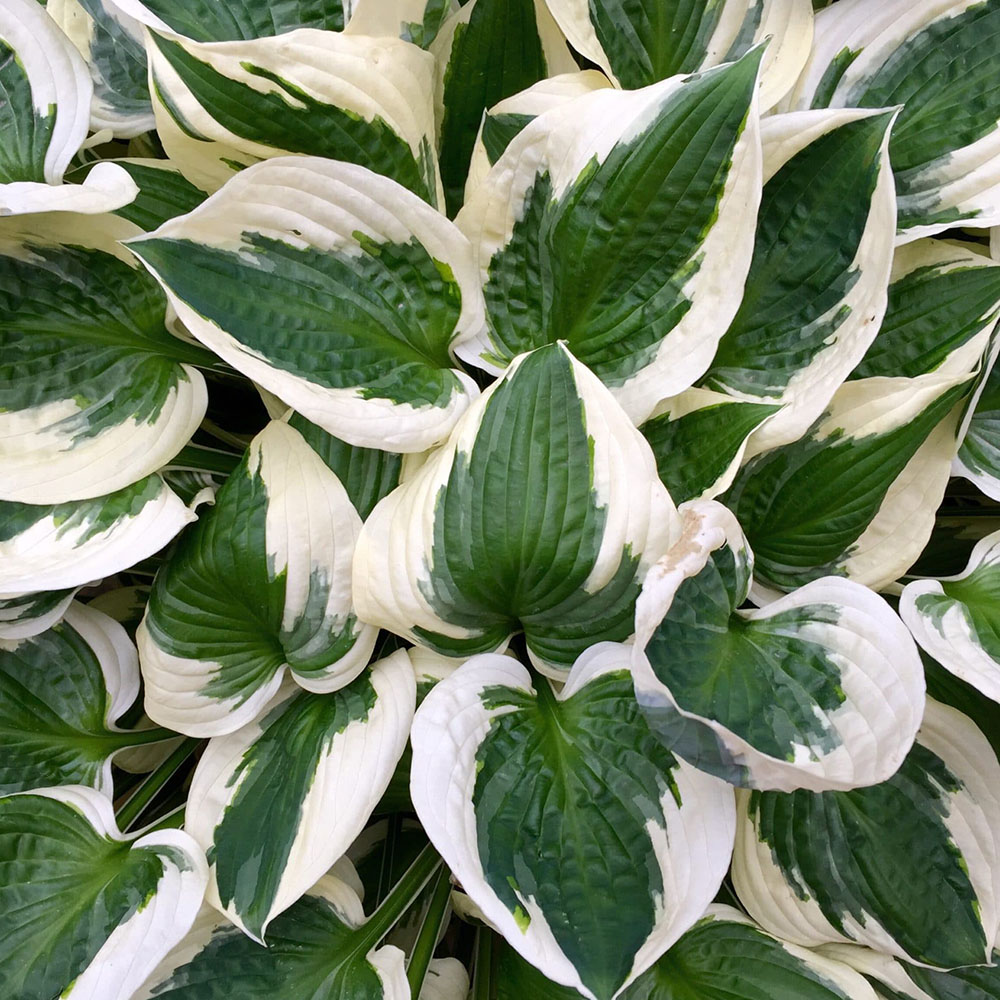 картинка Хоста Патриот магазин EasyLawn