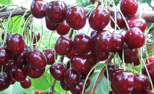 картинка Дюк Живица магазин EasyLawn