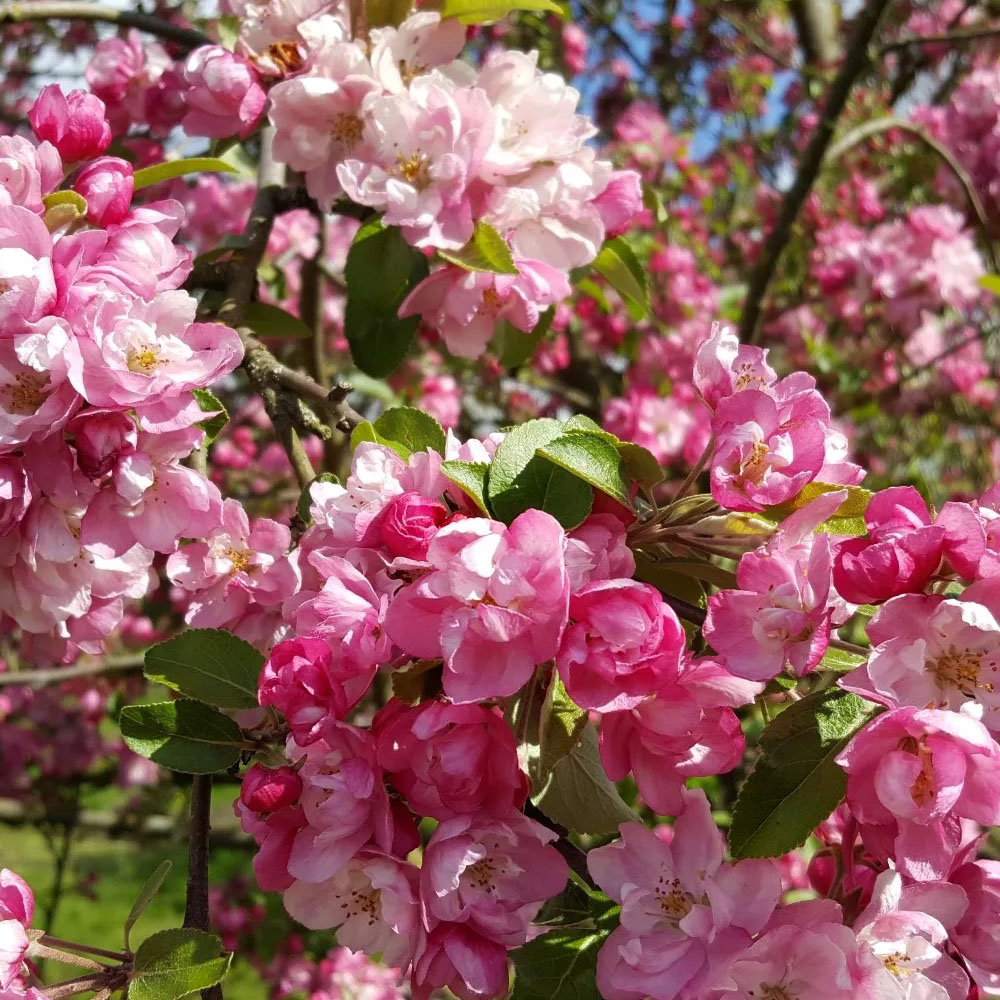 картинка Яблоня декоративная Бренди мэджик магазин EasyLawn