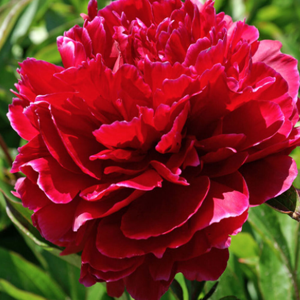 картинка Пион Сара Бернар Ред магазин EasyLawn