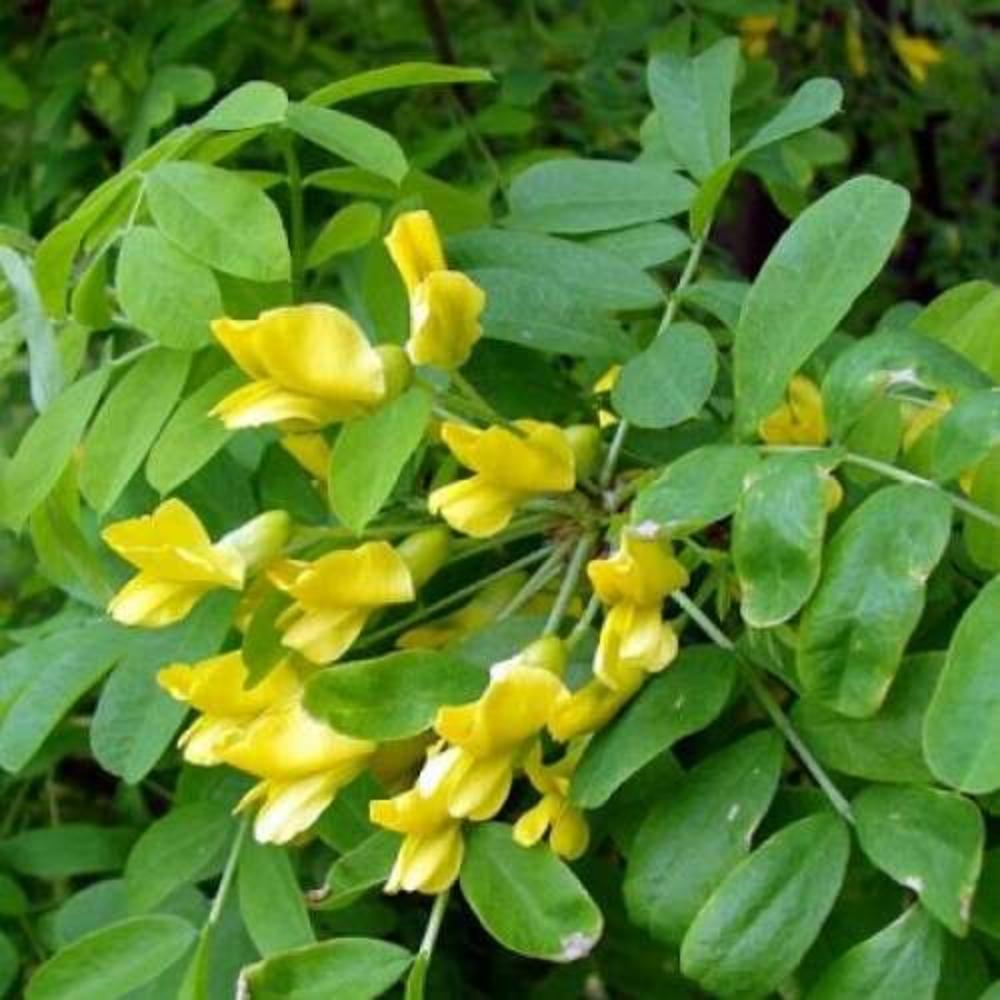 картинка Акация жёлтая магазин EasyLawn