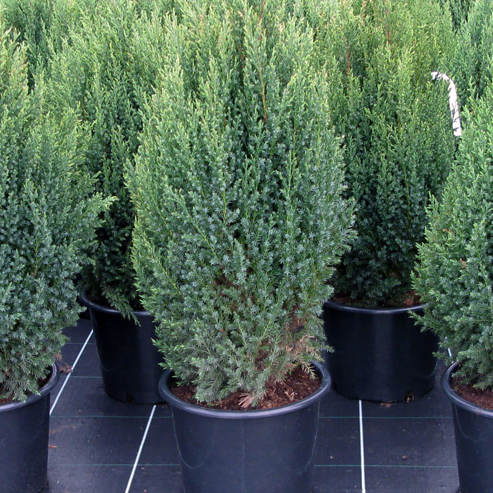 картинка Можжевельник китайский Стрикта магазин EasyLawn