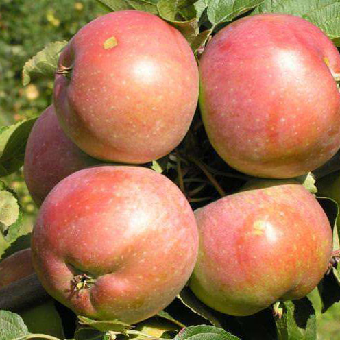 картинка Яблоня Белорусское сладкое магазин EasyLawn