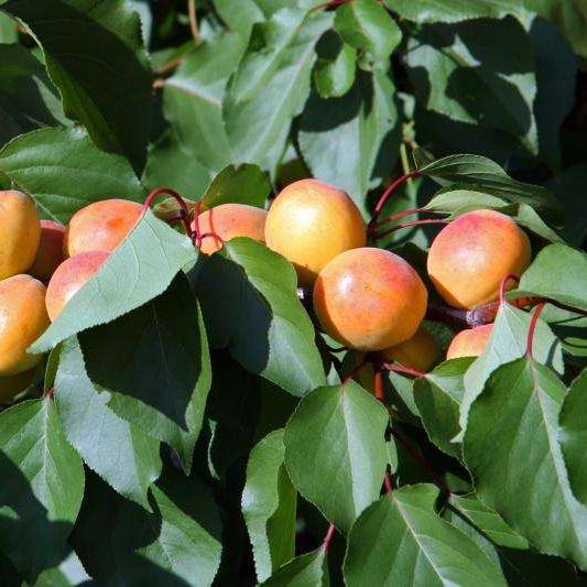 картинка Абрикос Графиня магазин EasyLawn