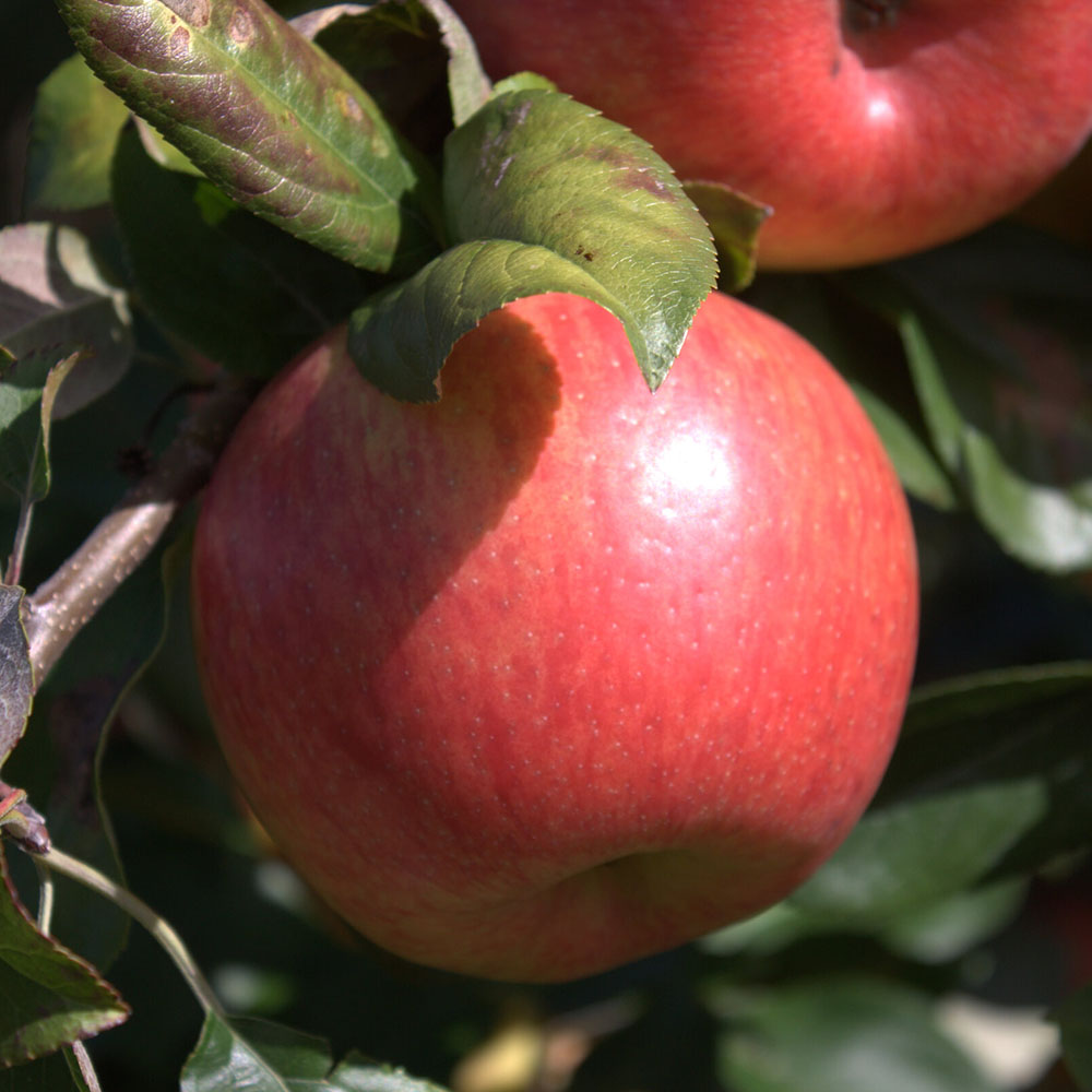 картинка Яблоня Хоней Крисп магазин EasyLawn