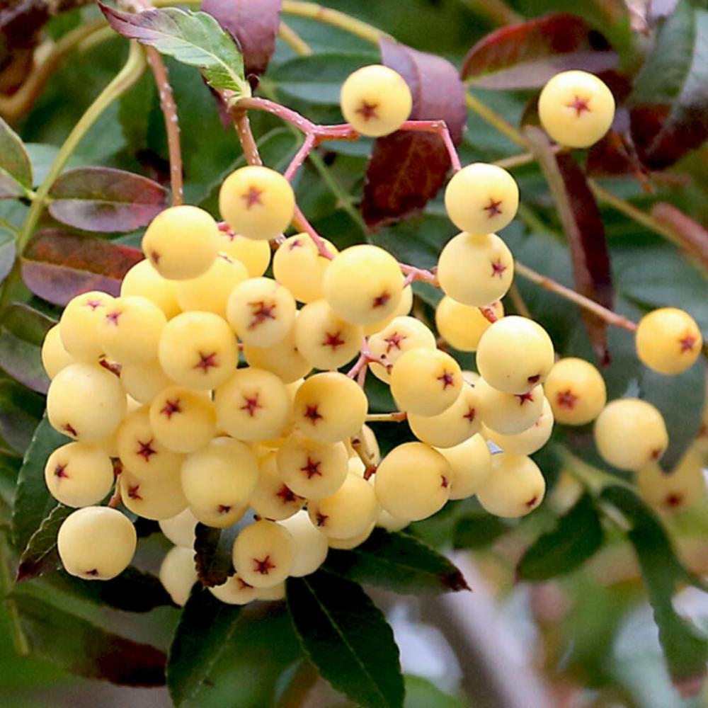 картинка Рябина Вайт Вокс магазин EasyLawn