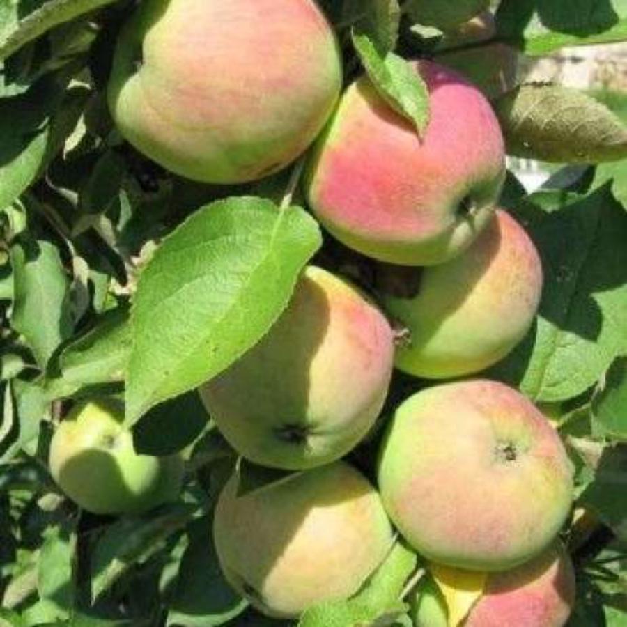 картинка Яблоня колоновидная Приокское магазин EasyLawn