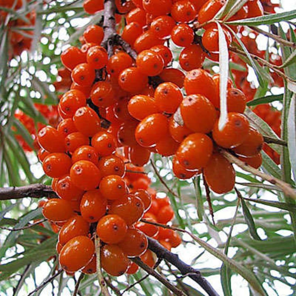 картинка Облепиха Джемовая магазин EasyLawn