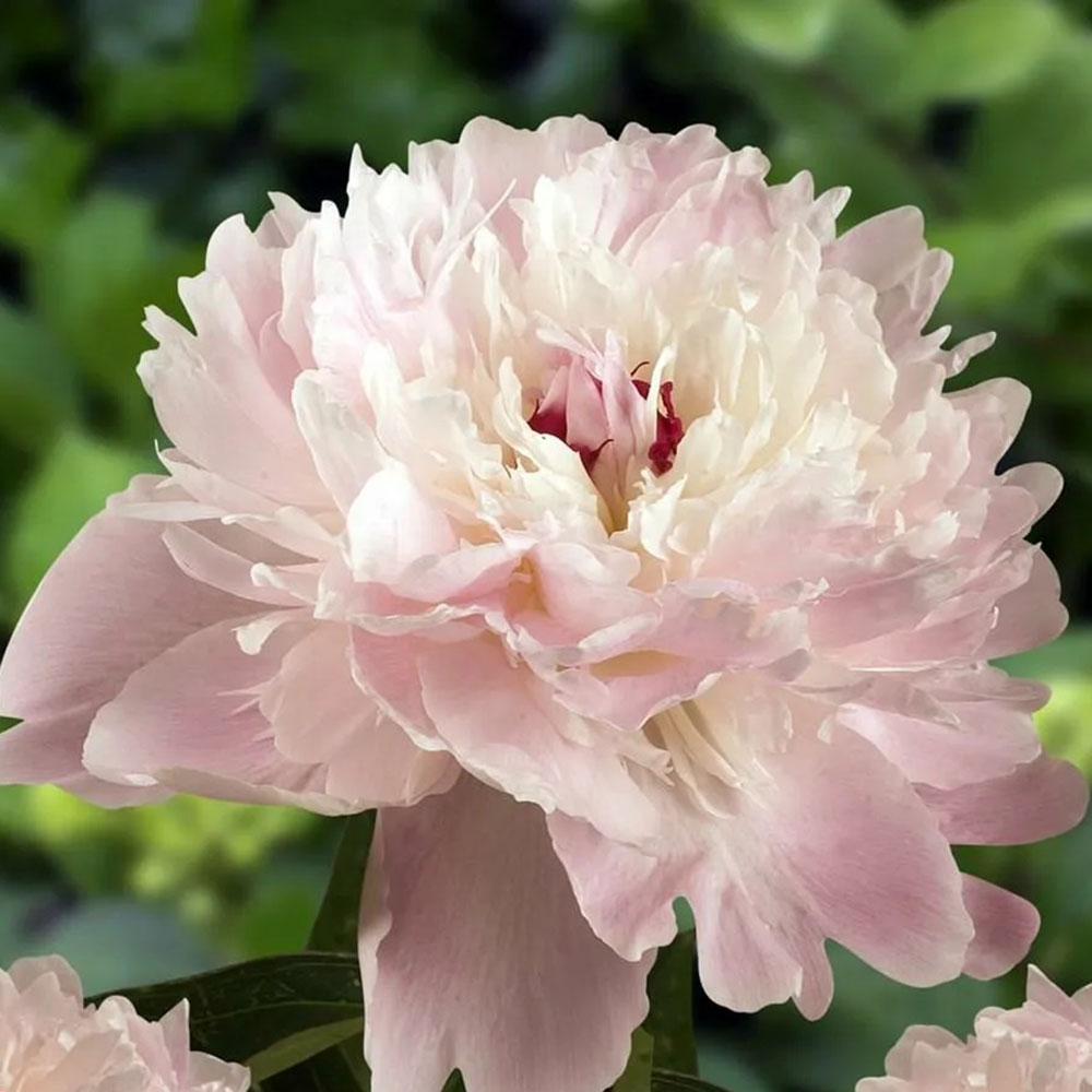 картинка Пион Алерти магазин EasyLawn