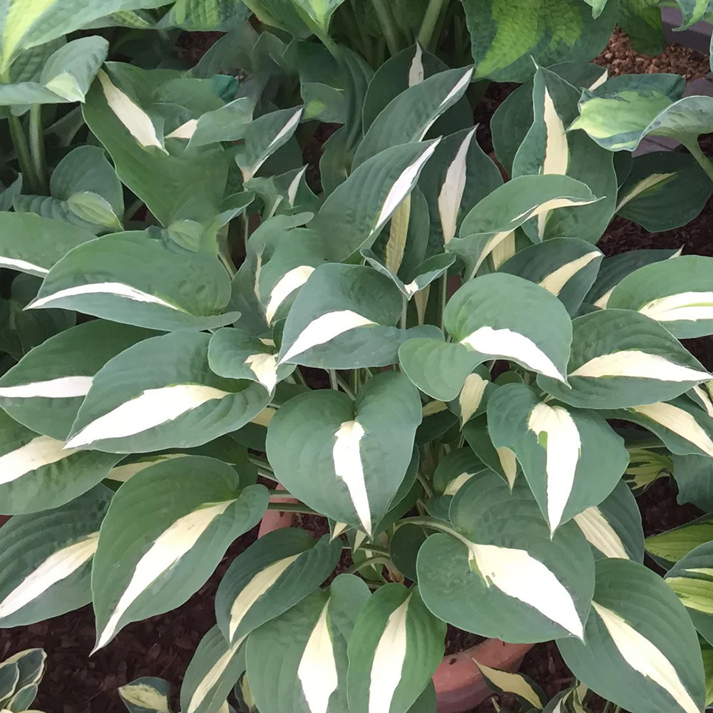 картинка Хоста Вэрли Поп магазин EasyLawn