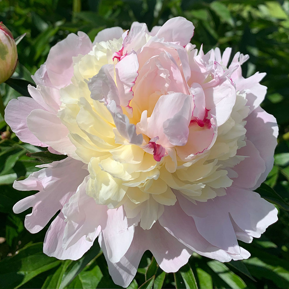 картинка Пион Мадам Калот магазин EasyLawn