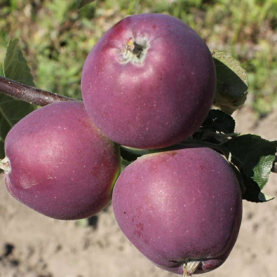 картинка Яблоня Имант магазин EasyLawn