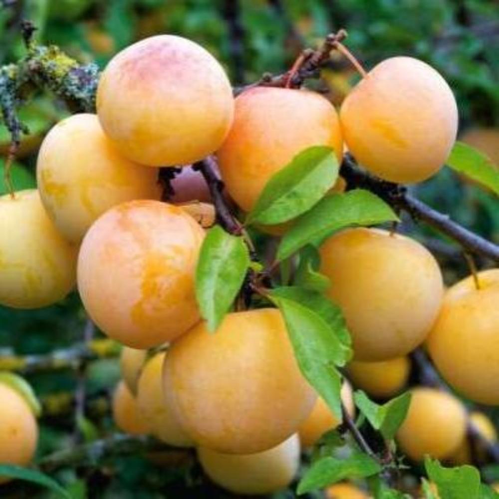 картинка Слива Яхонтовая магазин EasyLawn