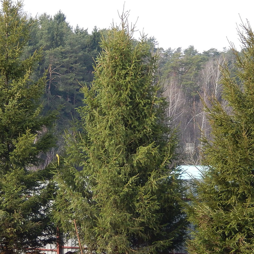 картинка Ель обыкновенная формированная магазин EasyLawn