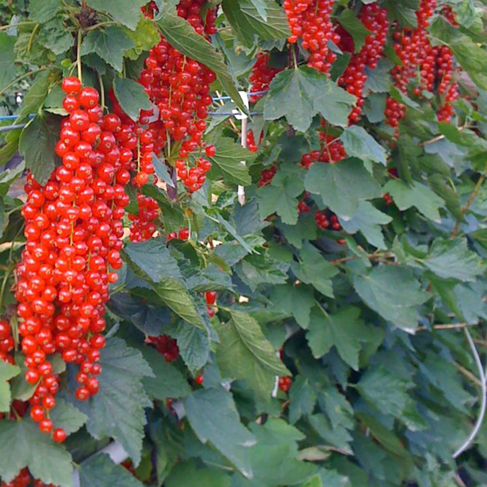 картинка Смородина красная Ровада магазин EasyLawn