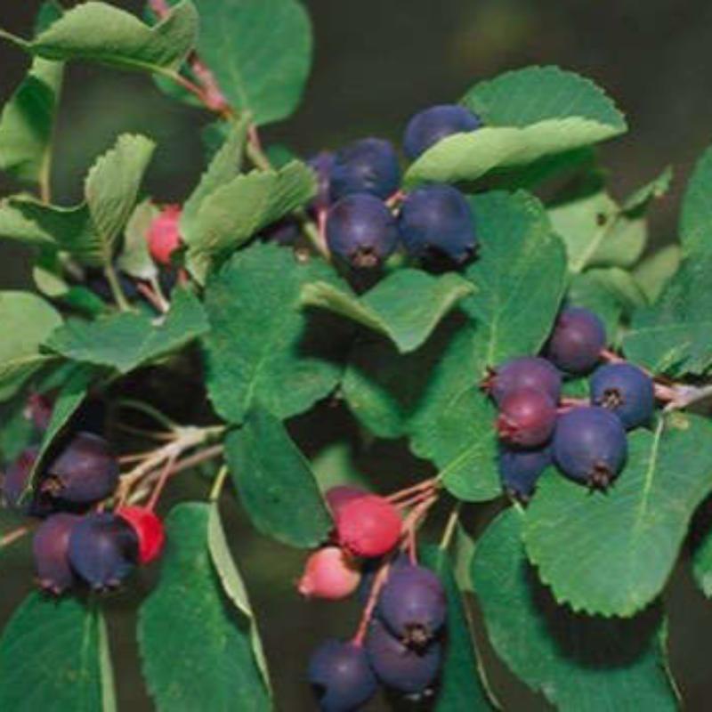 картинка Ирга канадская Мандан магазин EasyLawn