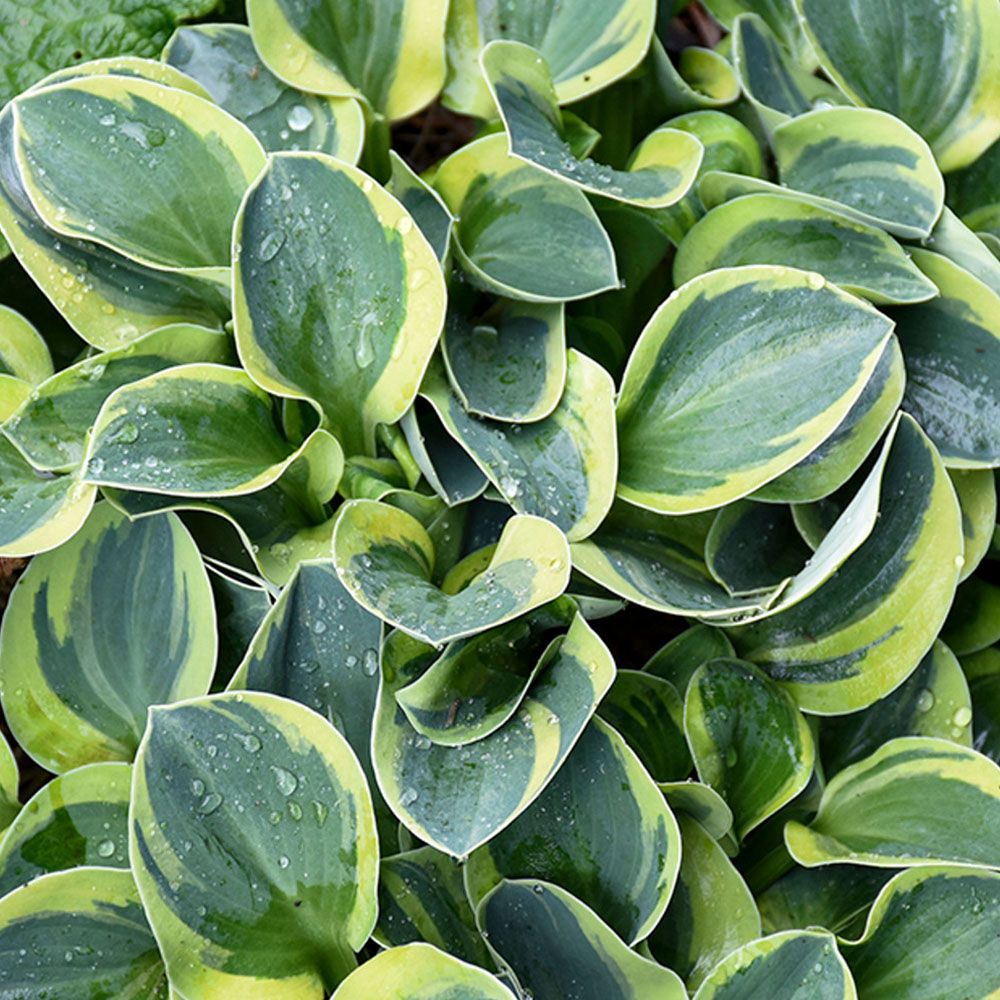 картинка Хоста Майти Маус магазин EasyLawn